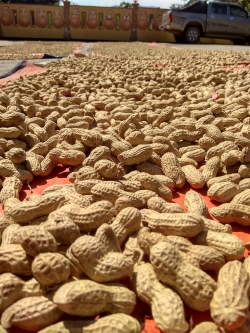 Peanuts