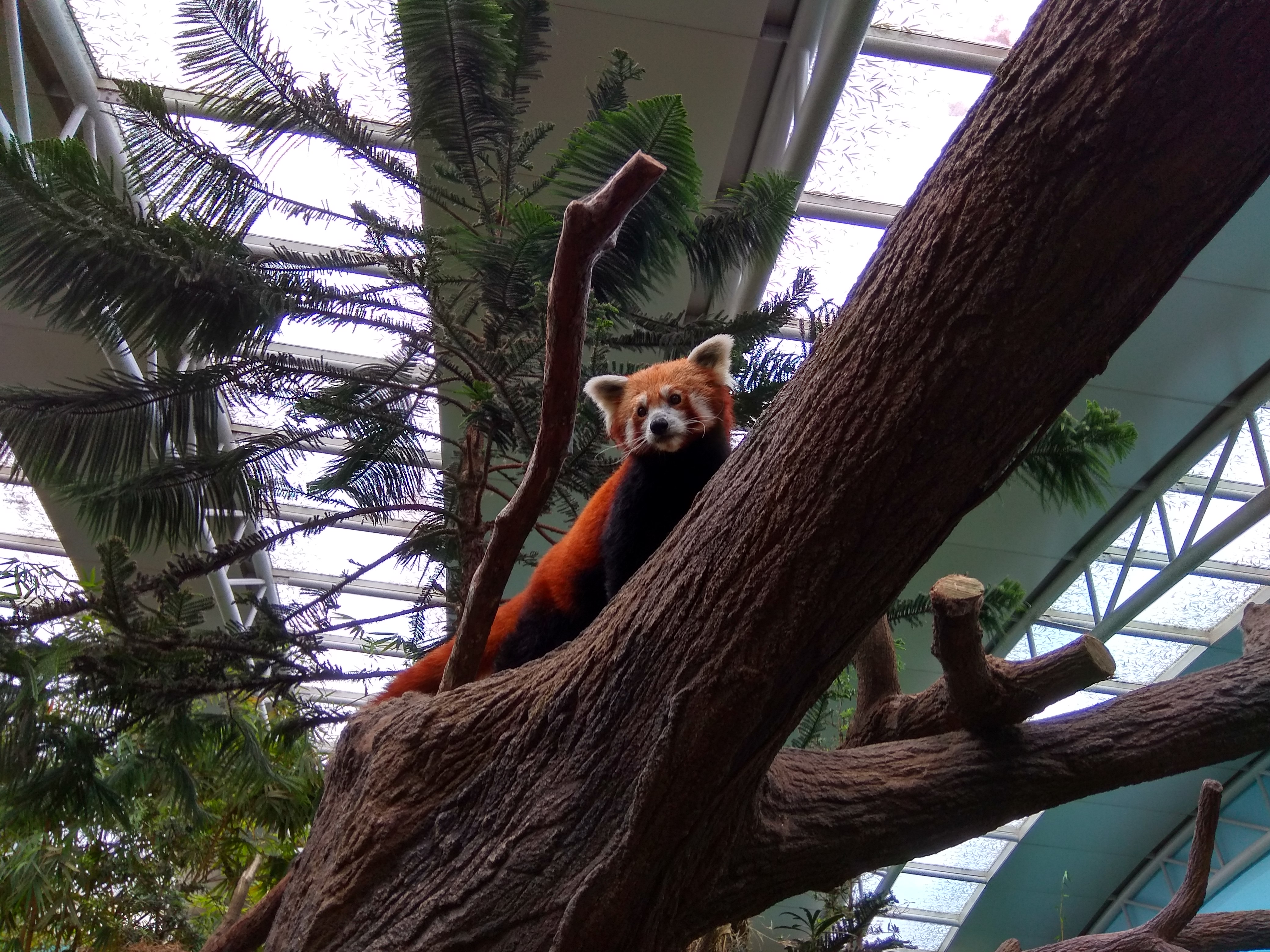 Red Panda